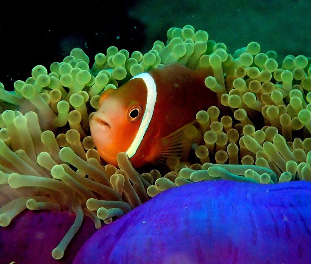 Seadina Coral Home Matara Eksteriør bilde