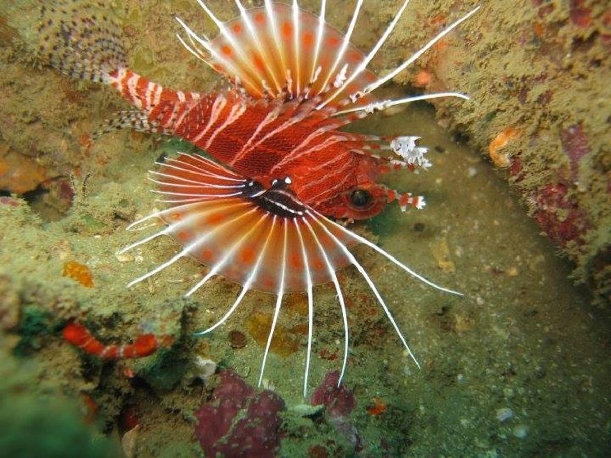 Seadina Coral Home Matara Eksteriør bilde