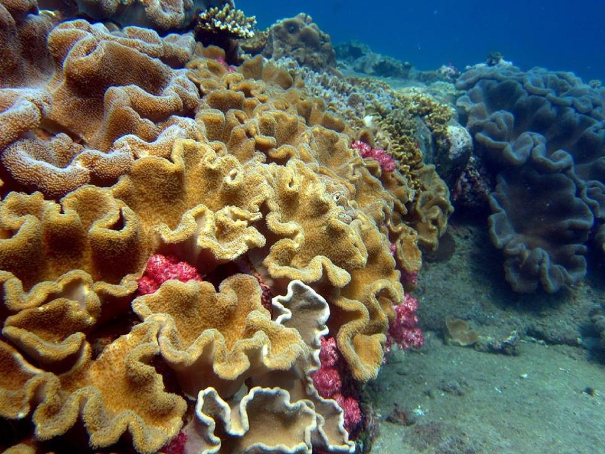 Seadina Coral Home Matara Eksteriør bilde